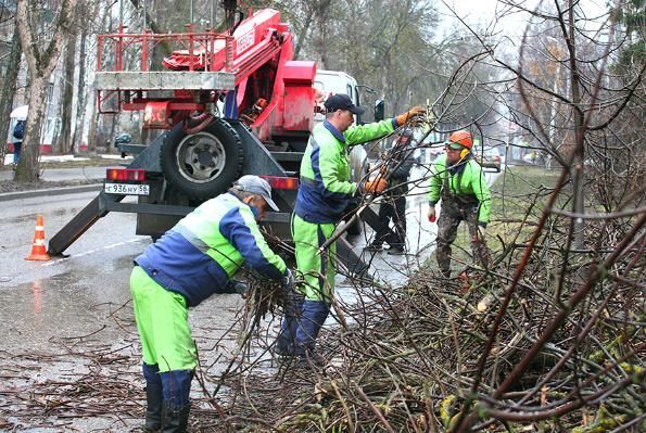 Я спилил у ясеня… 