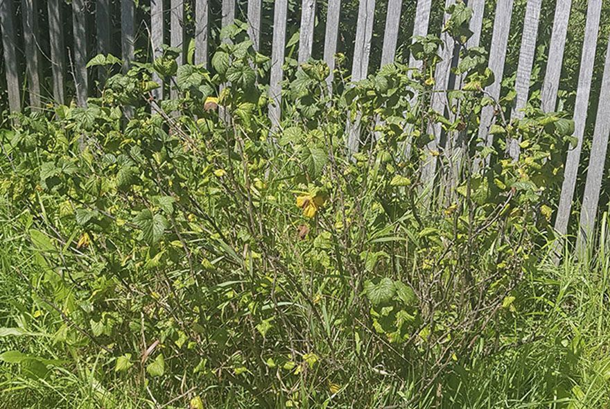 Режем на пень 