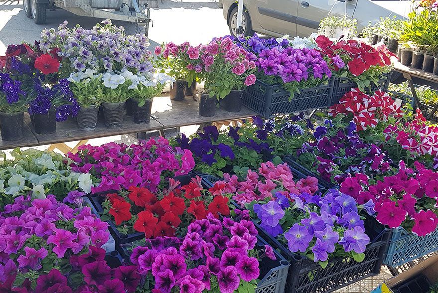 Стрижка петуний