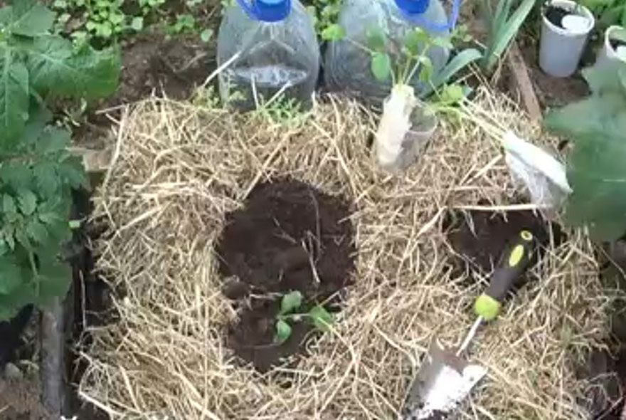 Кабачки и тыквы в ящиках