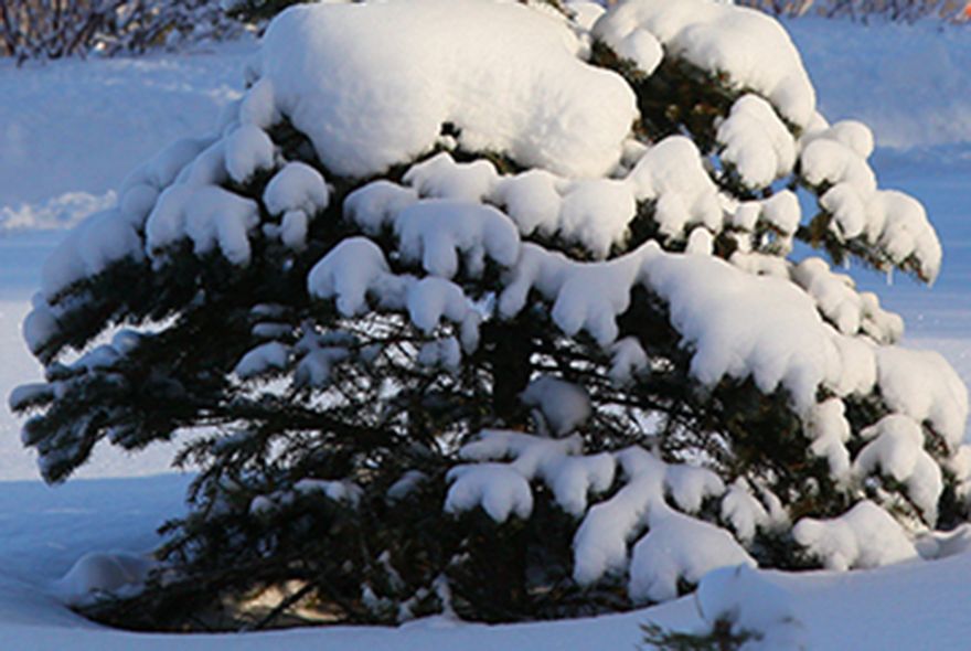 Осторожно, снеголом!