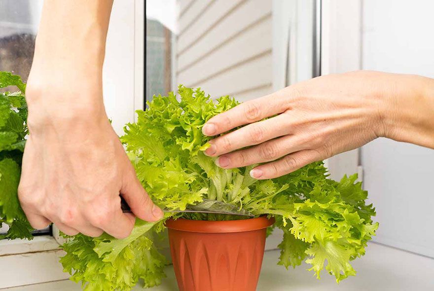 Салат на кухонном окне