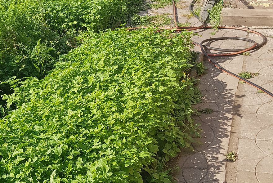 Зеленые удобрения весны