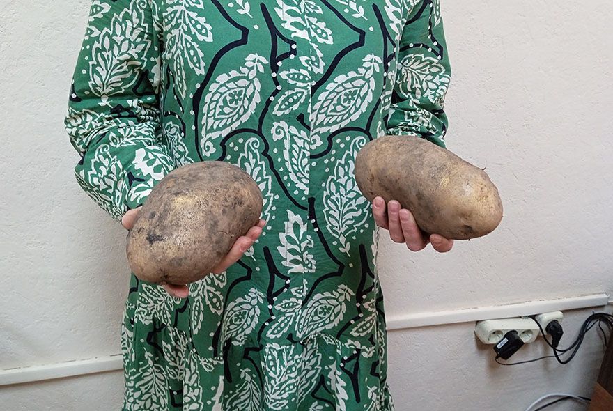 Клубни – гиганты