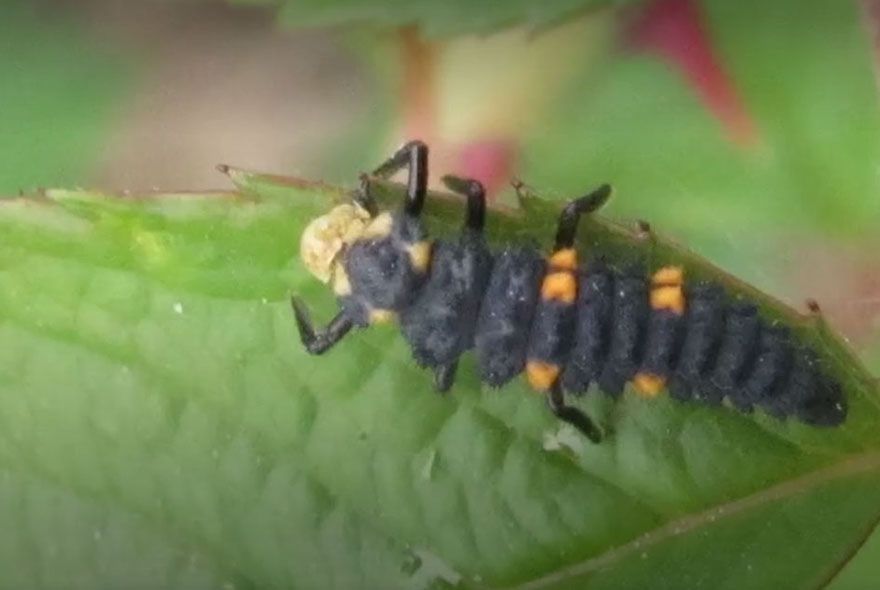 Насекомые-защитники 