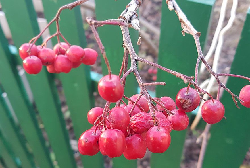 Кисти алых рябин