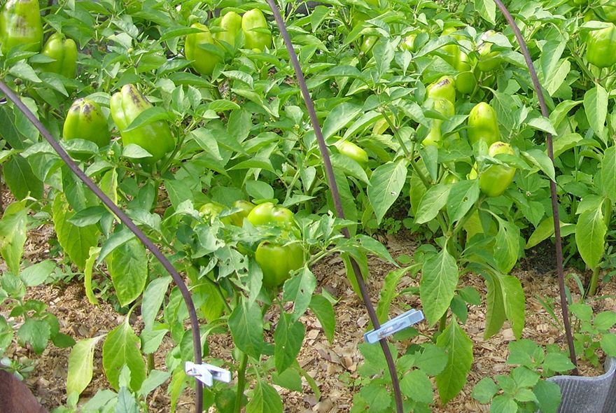 Перец: когда убирать урожай?