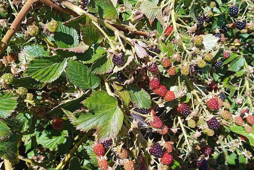 Когда пересаживать ежевику