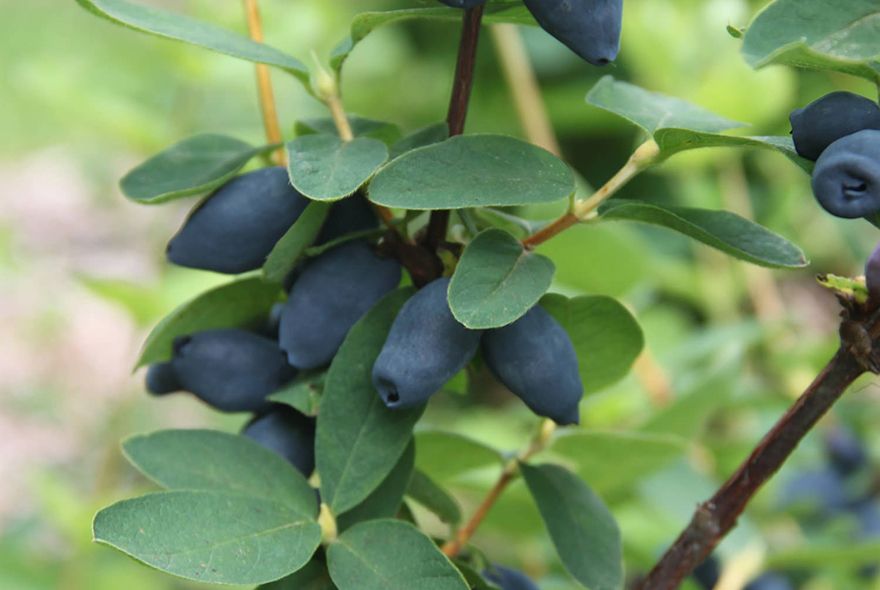 Самая ранняя ягода