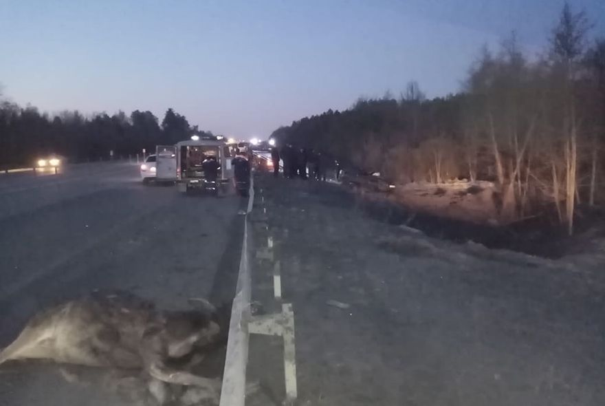 Под Пензой сбили лося