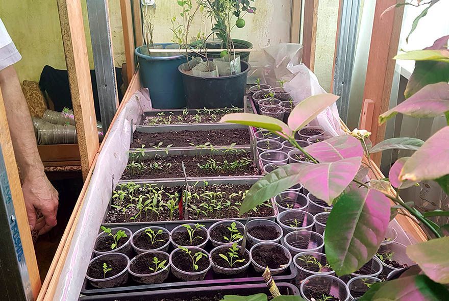 Чтобы рассада не вытягивалась