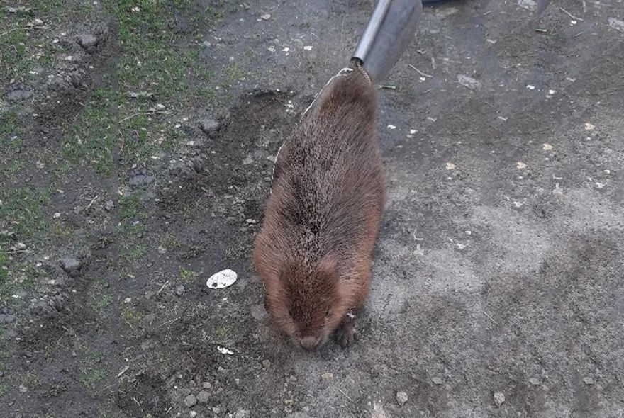 В Пензе спасли из неволи бобра