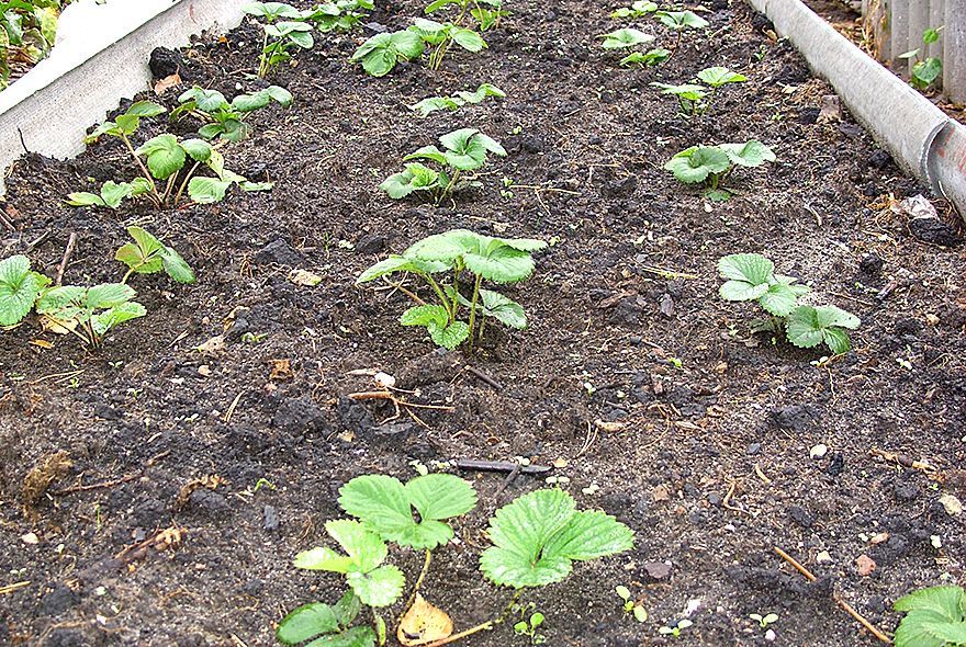 Земляника накануне зимы