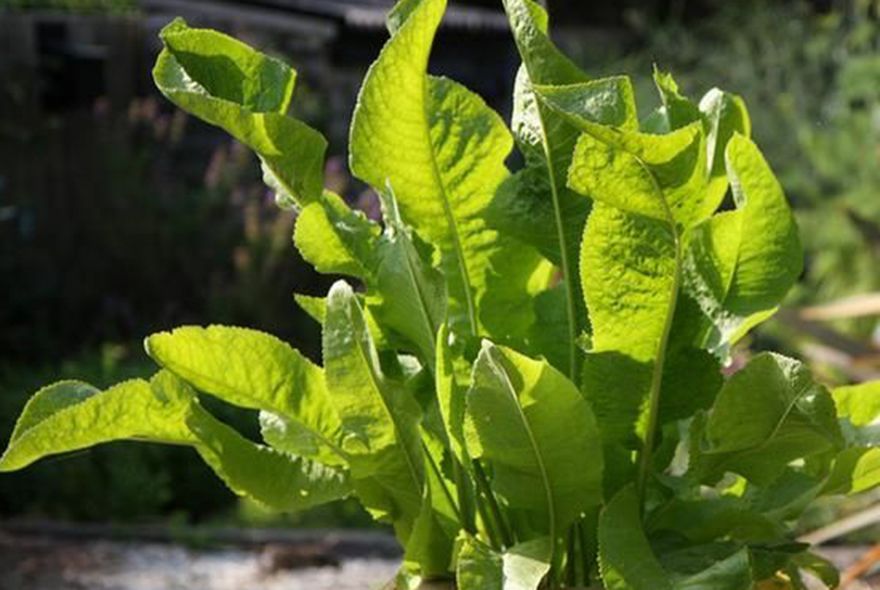 Катран вместо хрена 