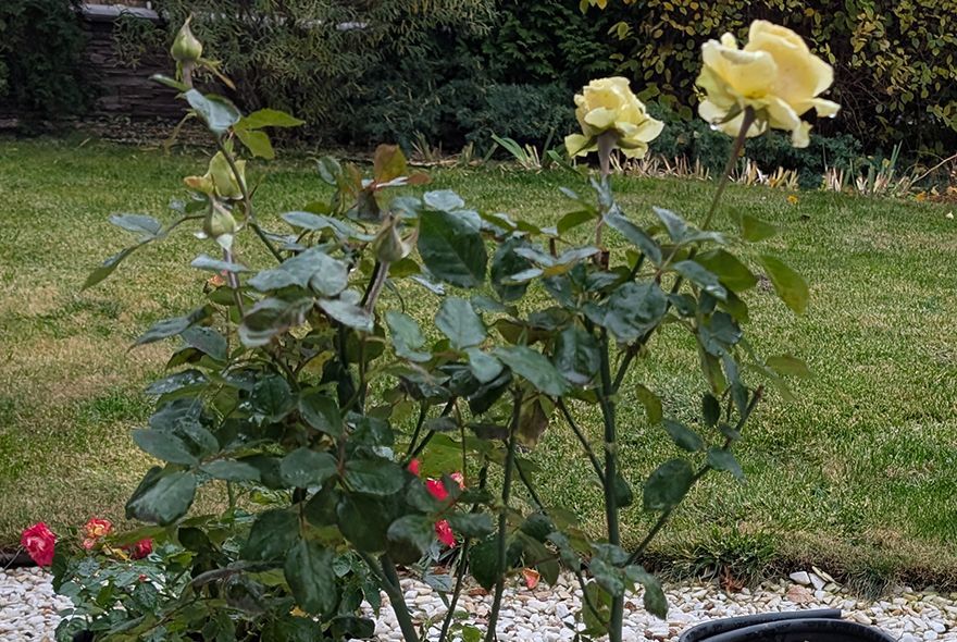 Как укрыть розы на зиму