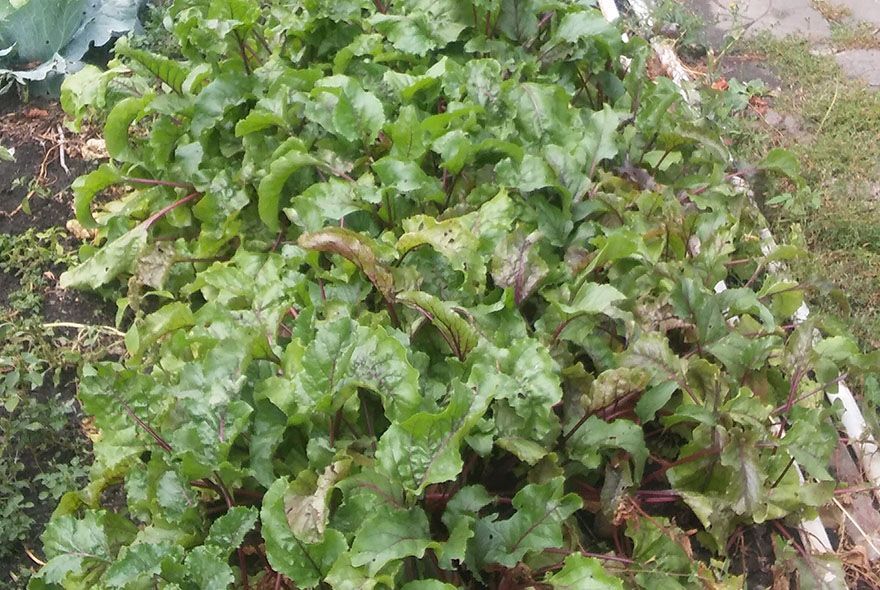 Что любит свекла