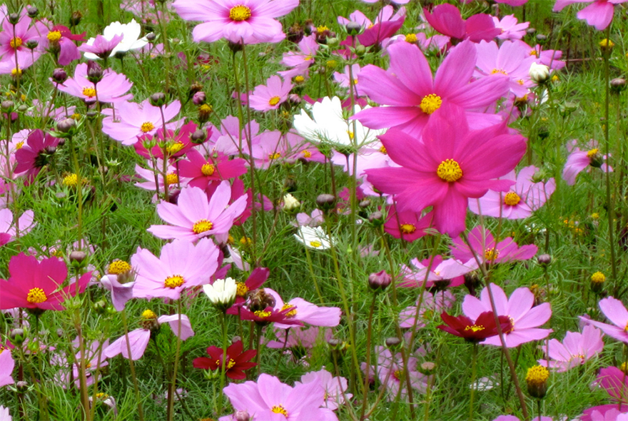 Однолетники – на выход!