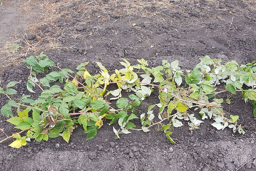 Под самый корень