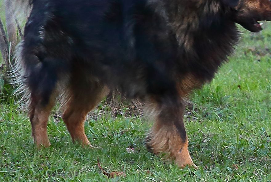 В Пензе наказали владельца бойцовской собаки