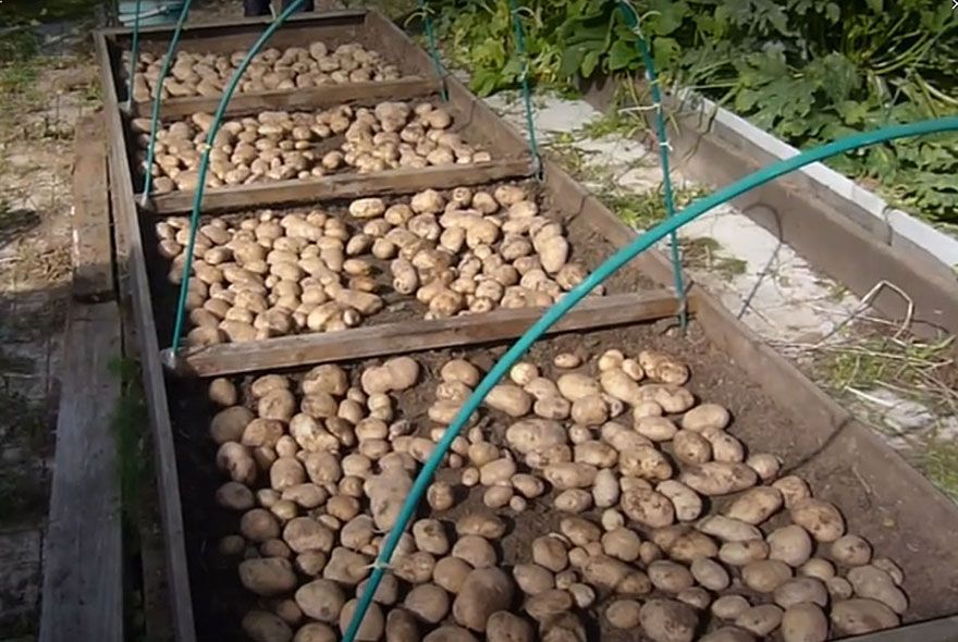 Больше глазков – выше урожай