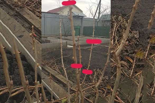 Размножаем смородину в… декабре