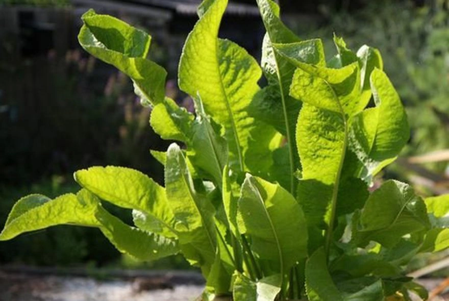 Катран вместо хрена 