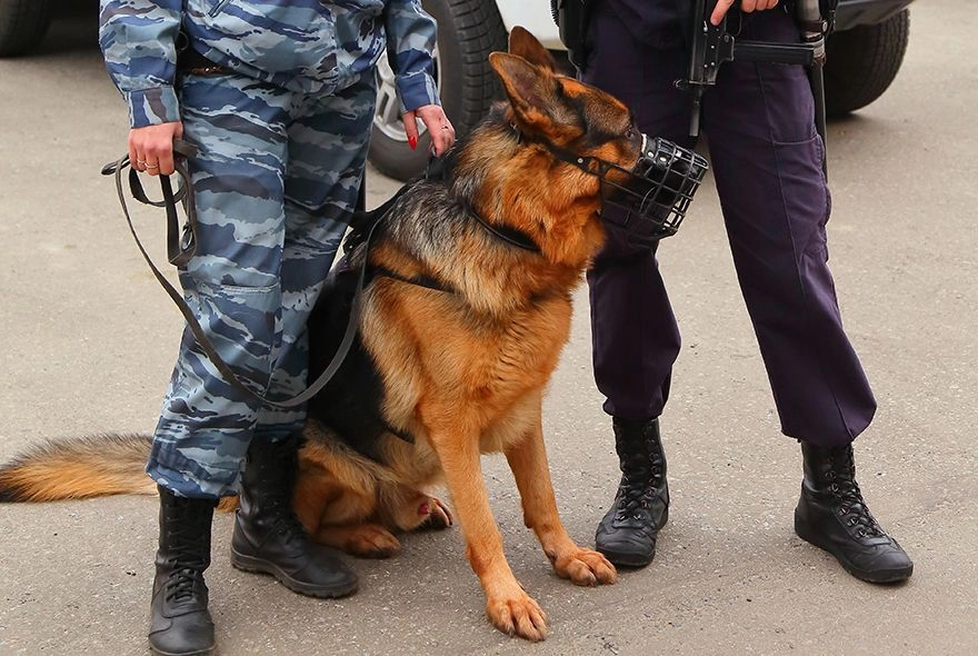 В Пензе ульяновец организовал наркотрафик
