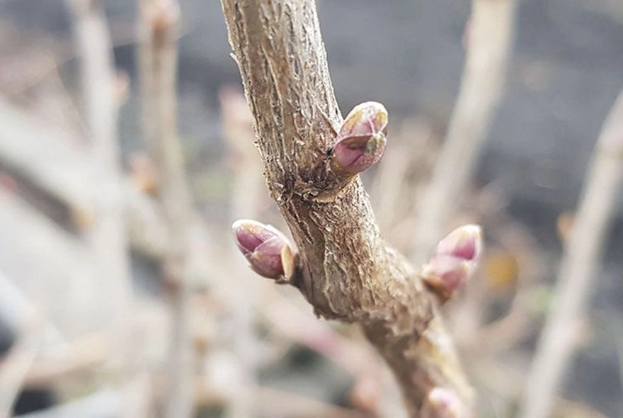 Спят, но не дремлют