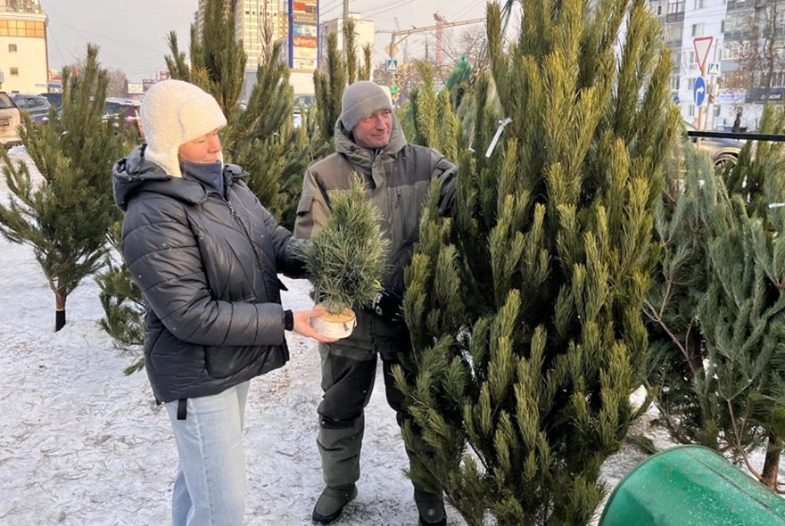 Елки в город к нам пришли