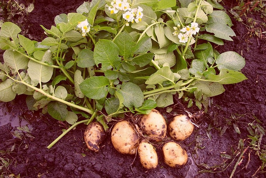 Когда можно копать молодой картофель