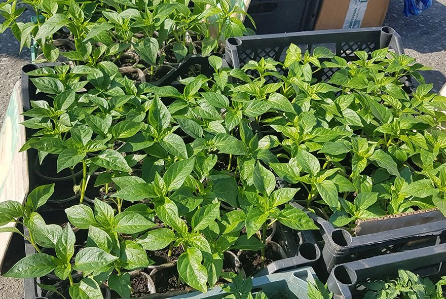 Перец туговсхожий