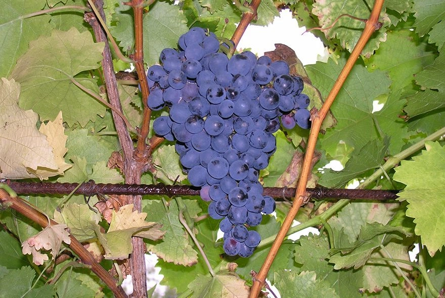 «Шуба» для винограда