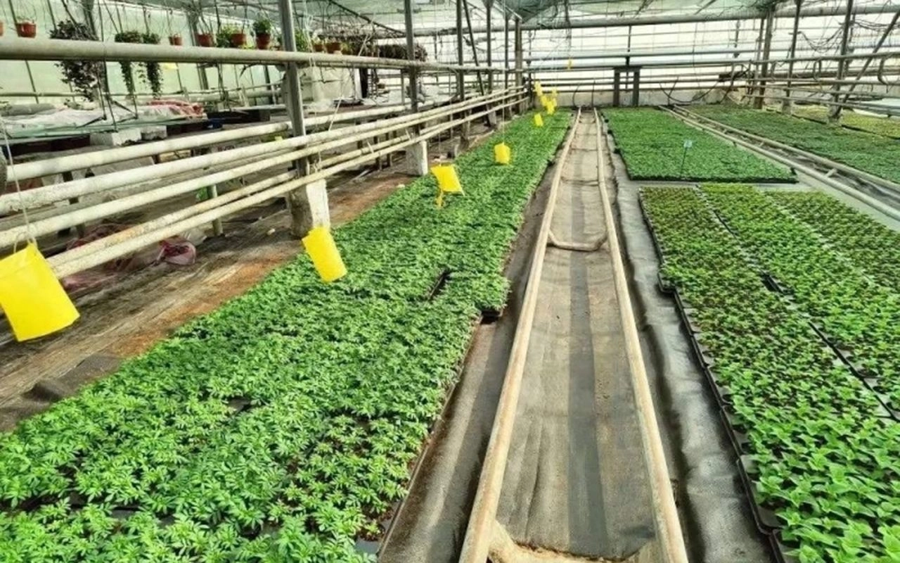 Какие цветы украсят Пензу в новом сезоне