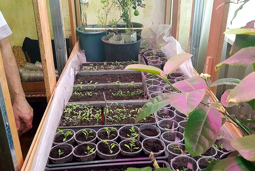 Чтобы рассада не вытягивалась