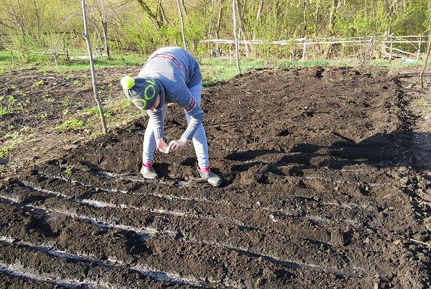 Когда сажать лук