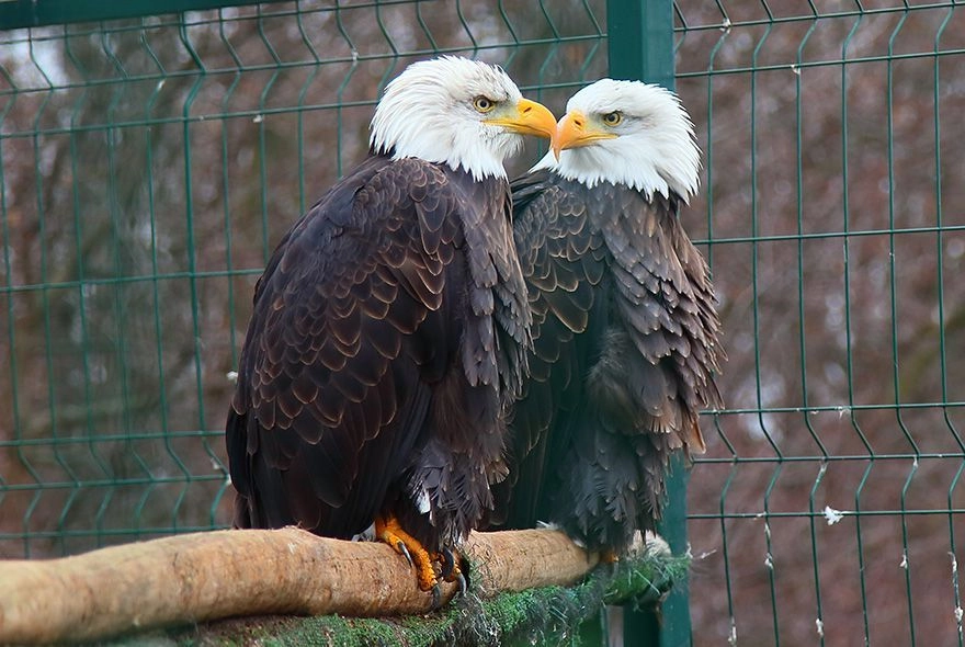 Там чудеса, там тигры бродят...