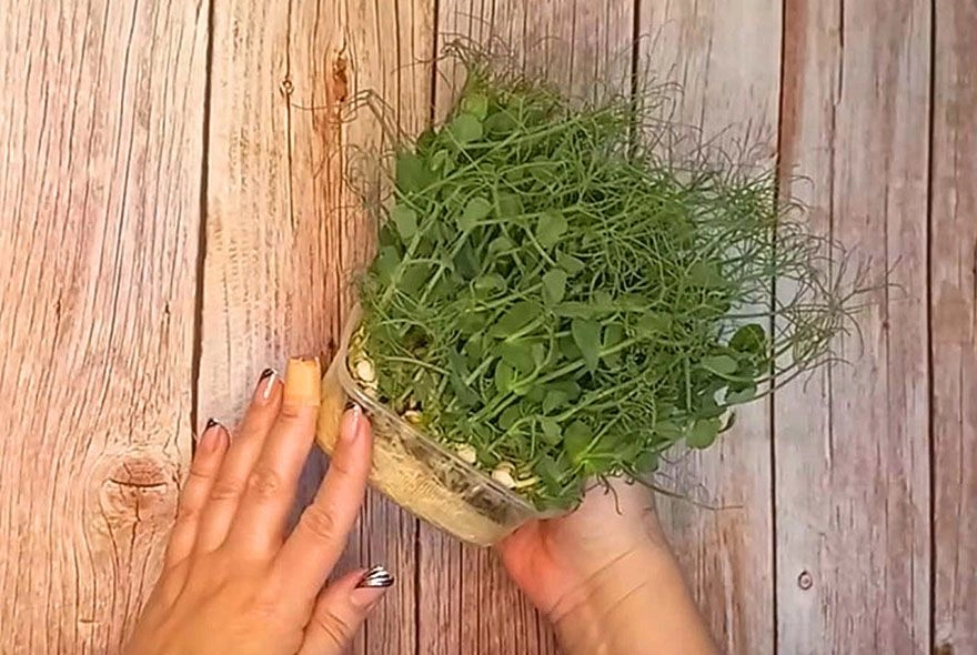 Горох в горшках! 