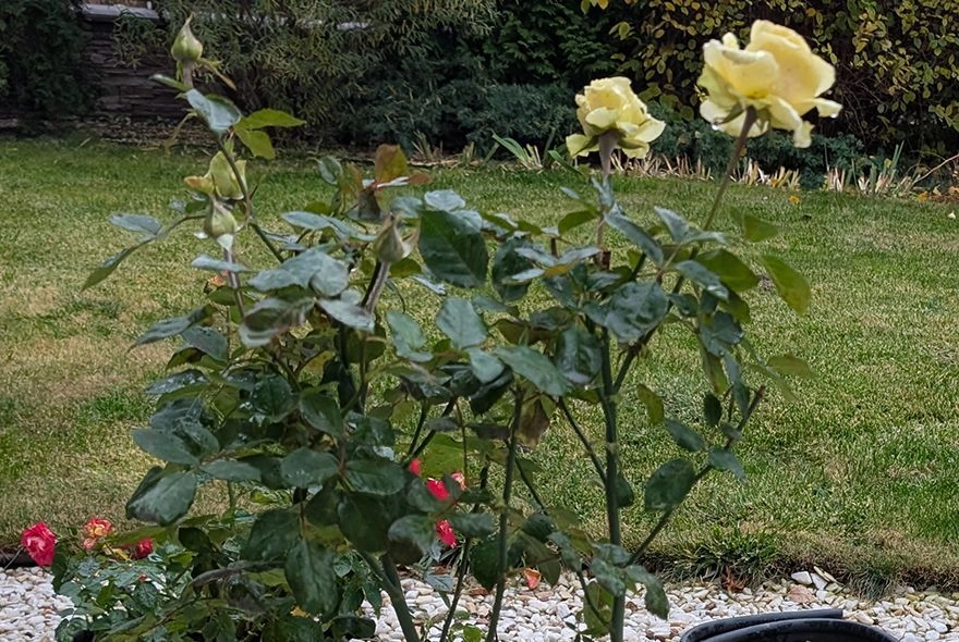 Как укрыть розы на зиму