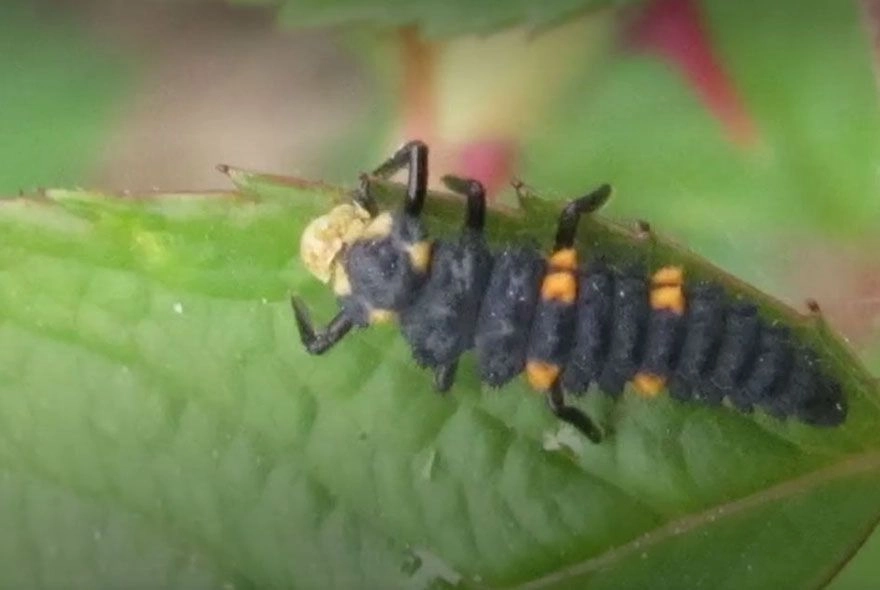 Насекомые-защитники 