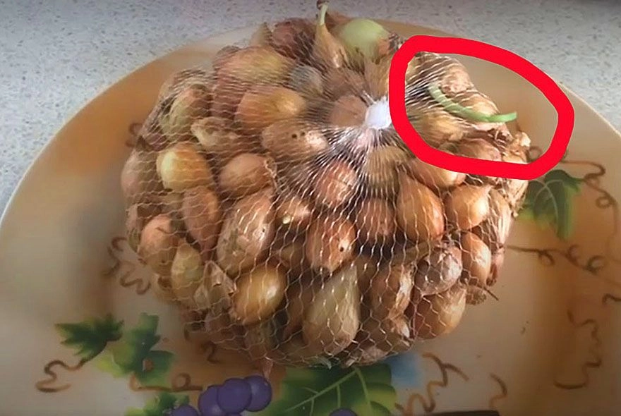 Севок из сетки