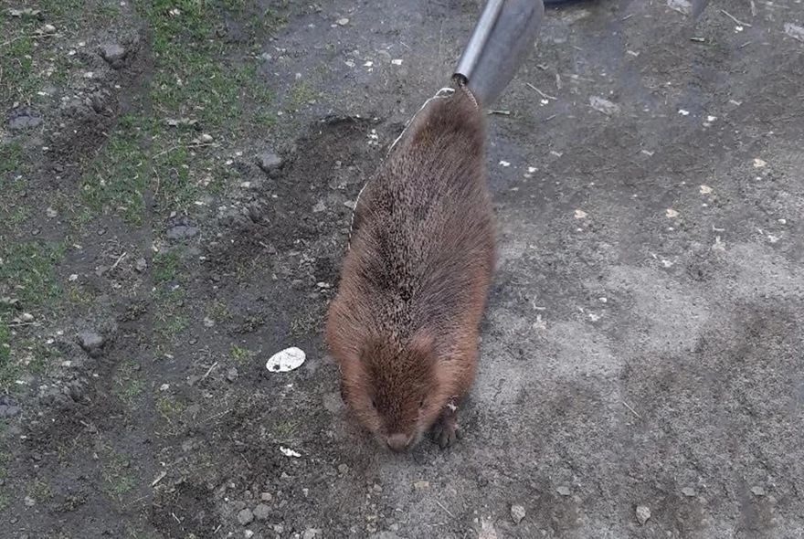 В Пензе спасли из неволи бобра