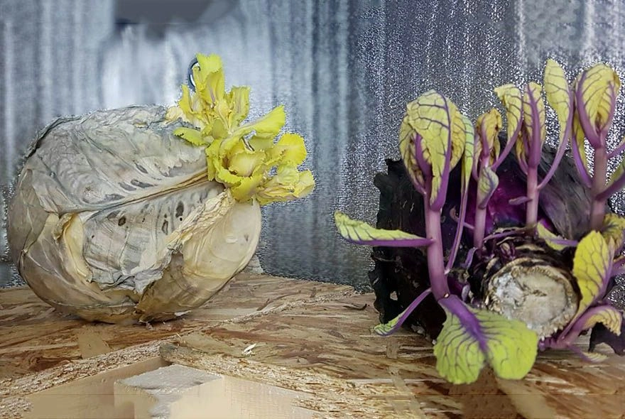 Красота, которая не радует