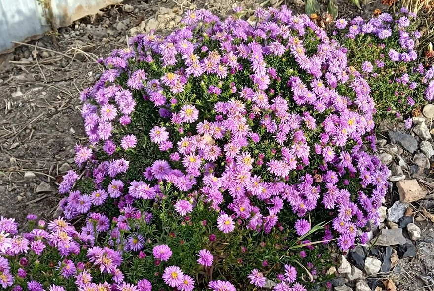 Агрессивные цветы